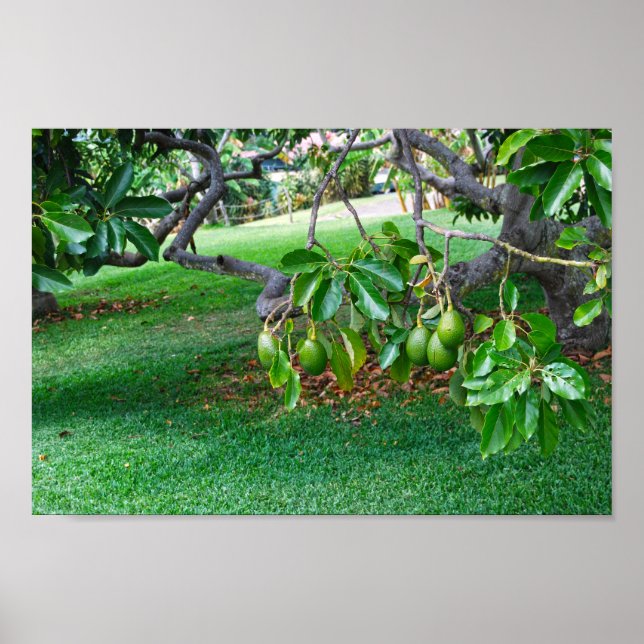 Low Hanging Avocados on a Far, Island of Hawaii Poster (Front)