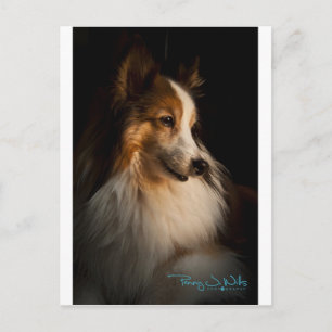 Low Key Shetland Sheepdog Postcard