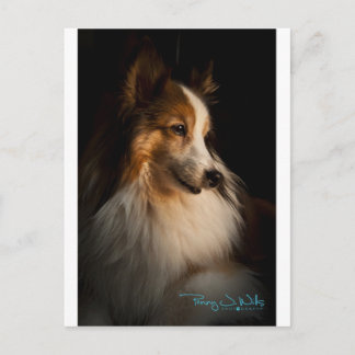 Low Key Shetland Sheepdog Postcard