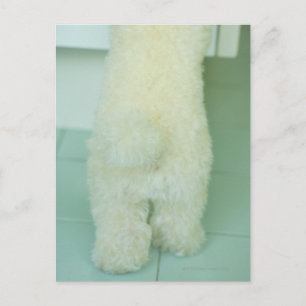 Low section view of a miniature poodle postcard