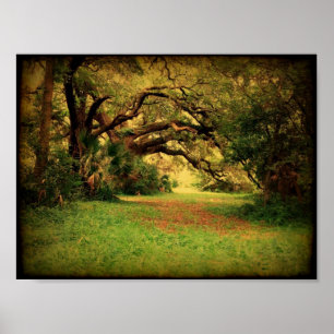 Lowcountry Live Oak Poster
