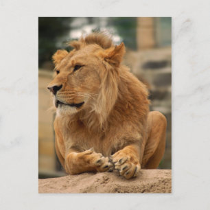 Löwe mit Punkerfrisur Postcard
