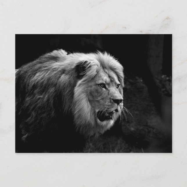 löwe postcard (Front)