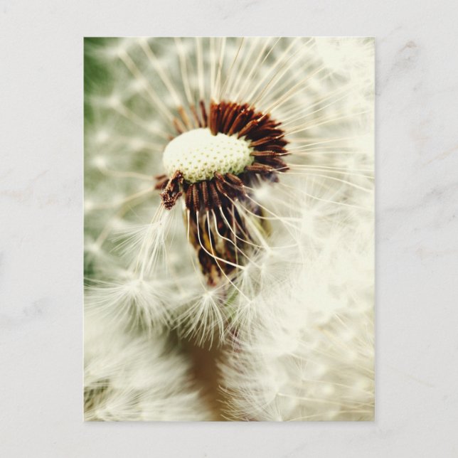 Löwenzahn 2012 postcard (Front)