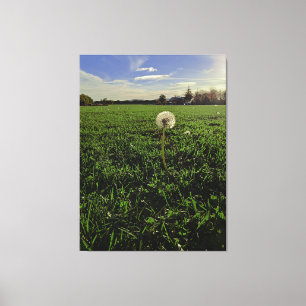 Löwenzahn Canvas Print