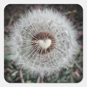 Löwenzahn Square Sticker