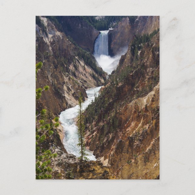 Lower Falls Yellowstone Postcard (Front)