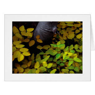 "Lower Leaf Level"