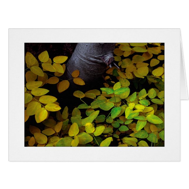 "Lower Leaf Level" (Front Horizontal)