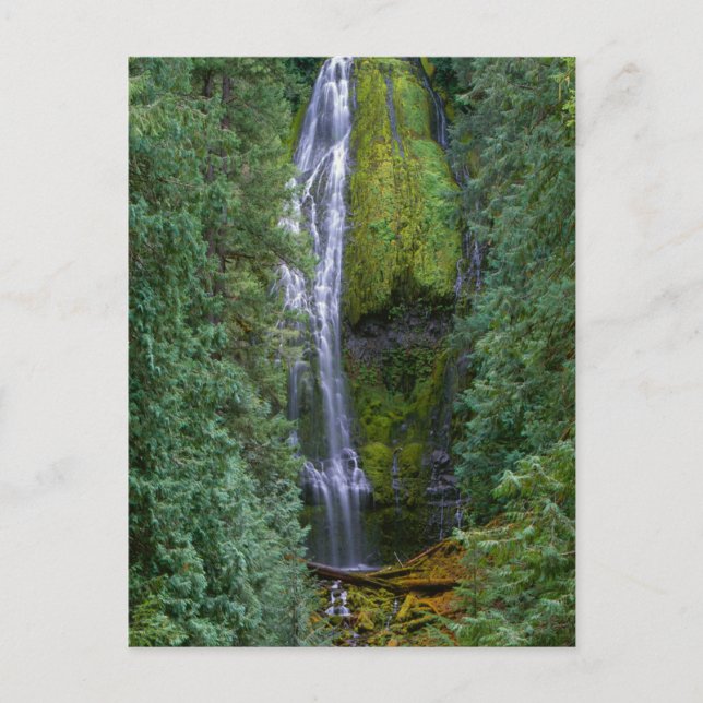 Lower Proxy Falls | Willamette National Forest Postcard (Front)