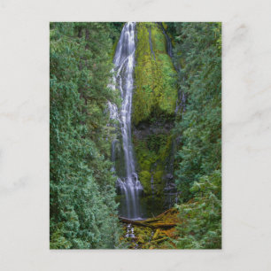 Lower Proxy Falls   Willamette National Forest Postcard