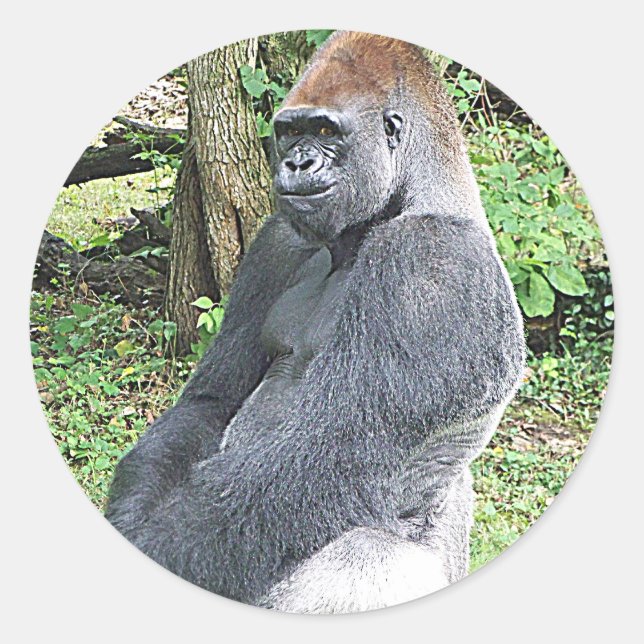 Lowland Gorilla in Sitting Pose Classic Round Sticker (Front)