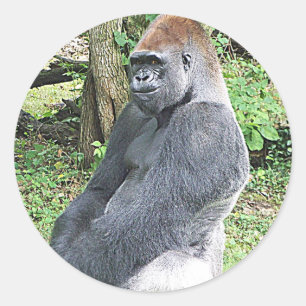 Lowland Gorilla in Sitting Pose Classic Round Sticker