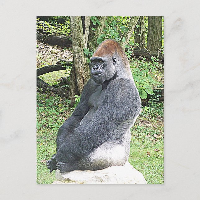Lowland Gorilla in Sitting Pose Postcard (Front)