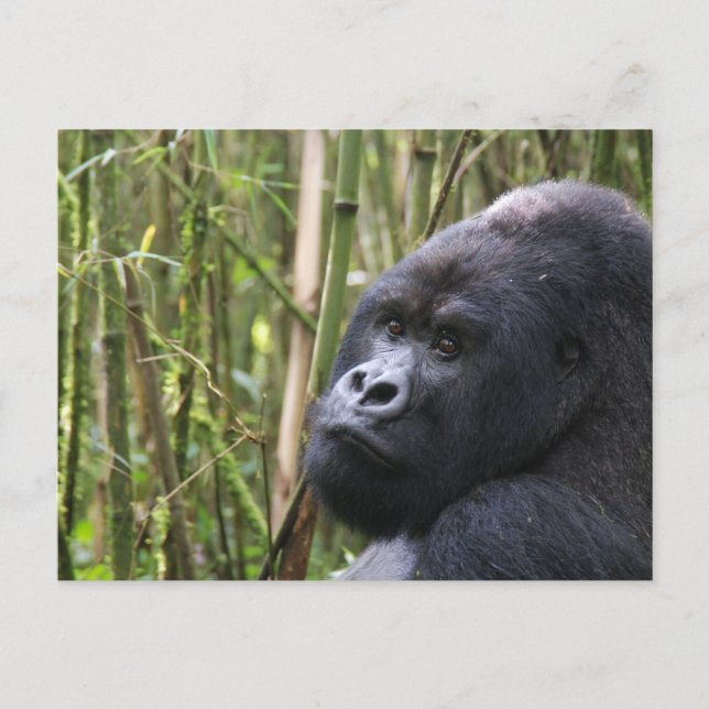 Lowland Gorilla Postcard (Front)