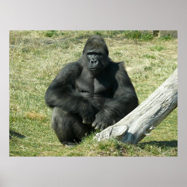 Lowland Gorilla Poster (Front)