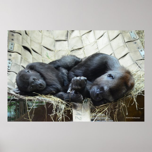 Lowland Gorillas Napping Poster (Front)