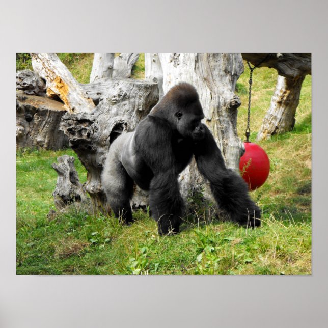 Lowland silverback gorilla poster (Front)