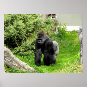Lowland silverback male gorilla knuckle walking poster