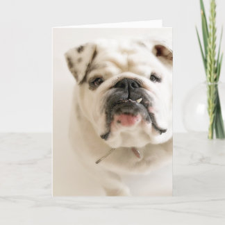 Loyal White Bulldog Photograph Card