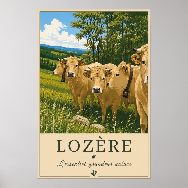 Lozère Cows Poster (Front)