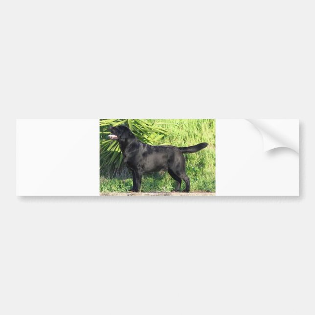 LR black lab full Bumper Sticker (Front)