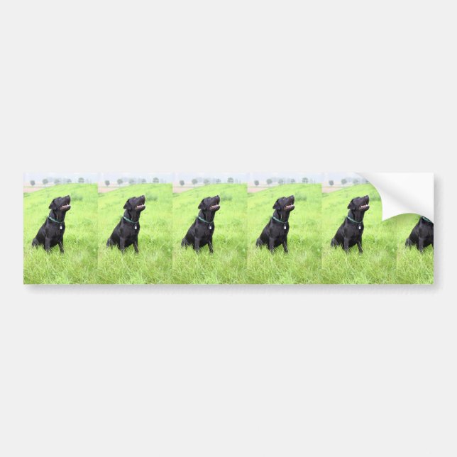 LR black lab sitting Bumper Sticker (Front)