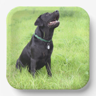 LR black lab sitting Paper Plate