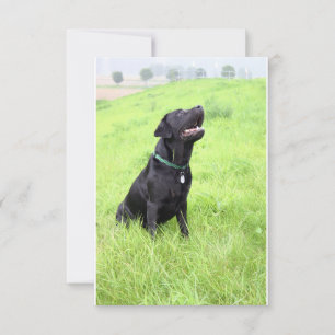LR black lab sitting Thank You Card