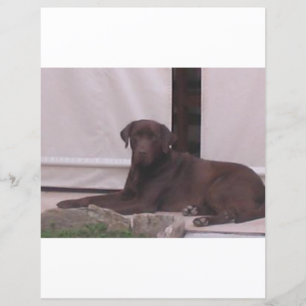 LR chocolate lab laying