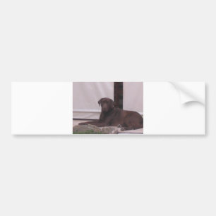 LR chocolate lab laying Bumper Sticker