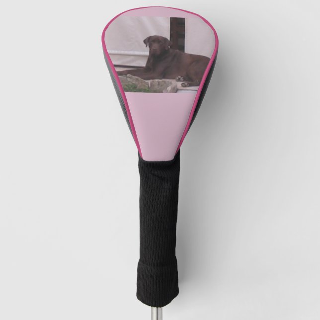 LR chocolate lab laying Golf Head Cover (Front)