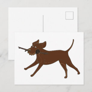 LR chocolate lab with stick Postcard