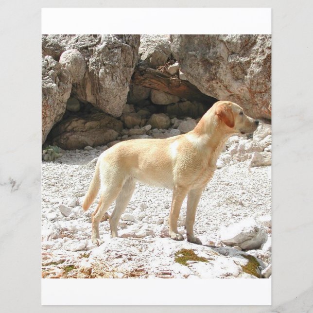 LR yellow lab full (Front)