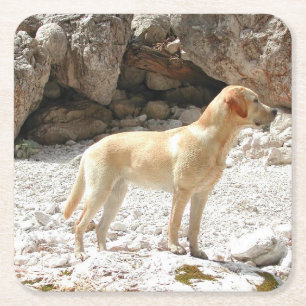 LR yellow lab full Square Paper Coaster