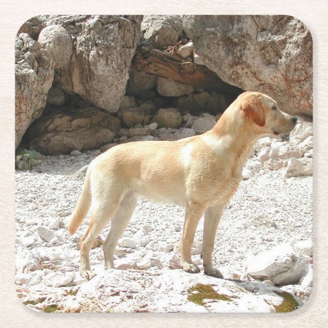 LR yellow lab full Square Paper Coaster (Front)
