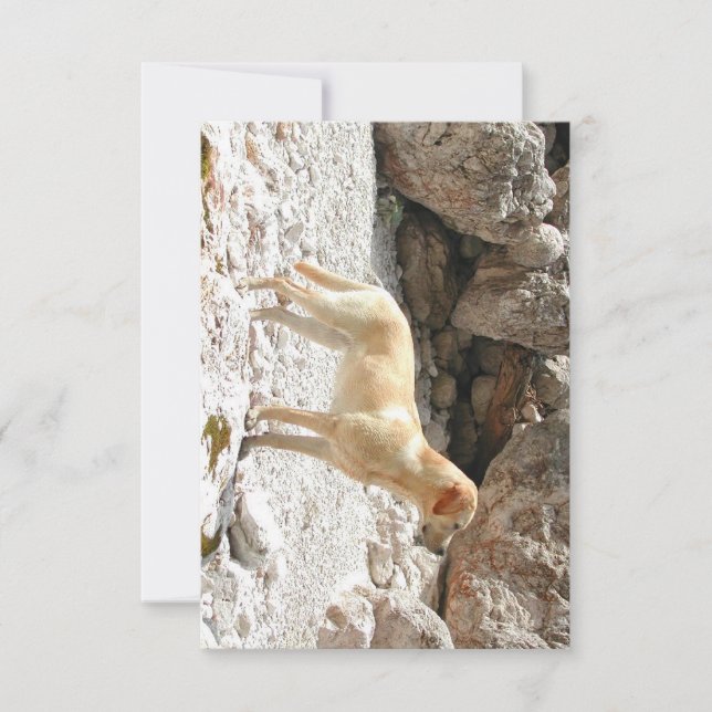 LR yellow lab full Thank You Card (Front)