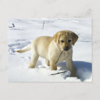 LR yellow lab puppy in snow
