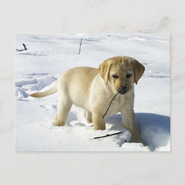 LR yellow lab puppy in snow Postcard (Front)