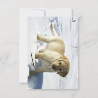 LR yellow lab puppy in snow
