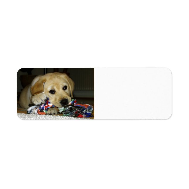 LR yellow lab puppy with toy (Front)