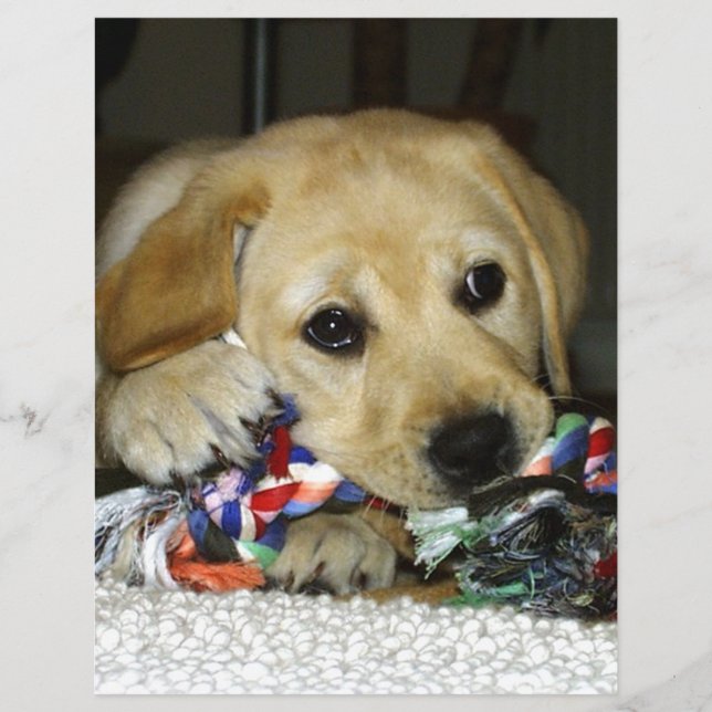 LR yellow lab puppy with toy (Front)