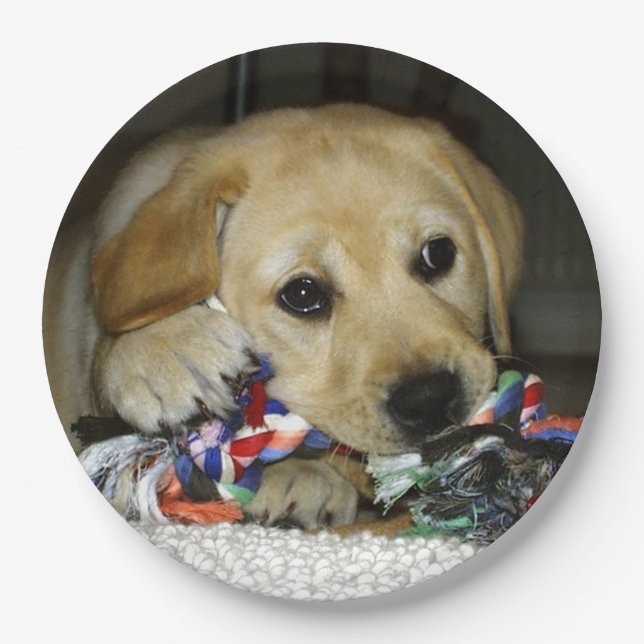 LR yellow lab puppy with toy Paper Plate (Front)