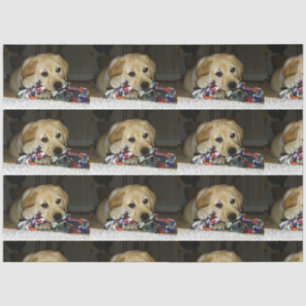 LR yellow lab puppy with toy Tissue Paper