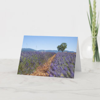 Luberon Lavender Fields, Provence, France -  Card