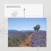Luberon Lavender Fields, Provence, France  -