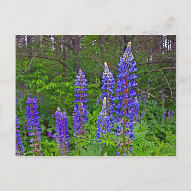 Lubins Postcard (Front)