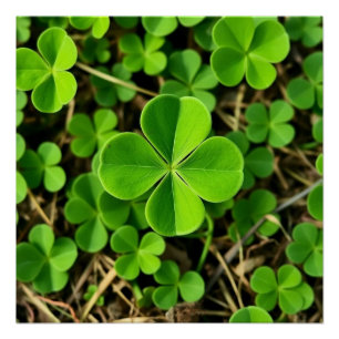 Lucky Clover Poster