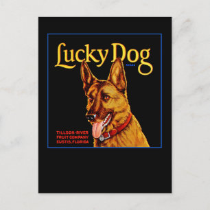 Lucky Dog Postcard