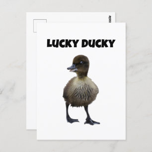Lucky Duck Funny Duckling Bird Photo Postcard